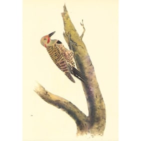 1937 Audubon #494 Hybrid Flicker