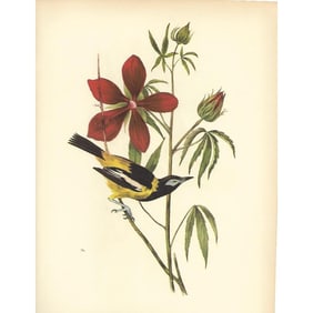 1937 Audubon #499 Troupial
