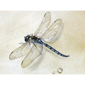 Dragonfly Ceramic Art Tile