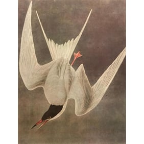 c1946 Audubon Print, #309 Common Tern