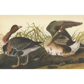c1946 Audubon Print, #286 White-Fronted Goose