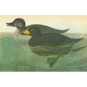 c1946 Audubon Print, #408 American Scoter