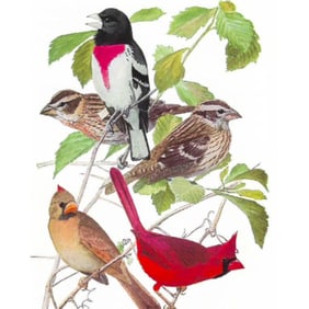 1936 Pearson's Birds, Grosbeak, Bunting