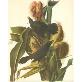 1946 Audubon Print, #7 Purple Grackle