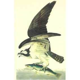 c1946 Audubon Print, #81 Osprey
