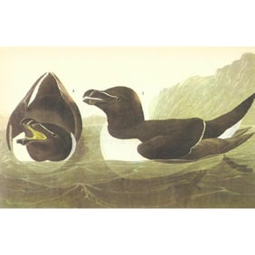 c1946 Audubon Print, #214 Razor-billed Auk