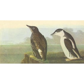 1946 Audubon Print, #430 Marbled Murrelet