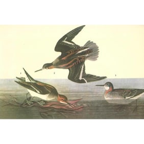 c1946 Audubon Print, #215 Northern Phalarope