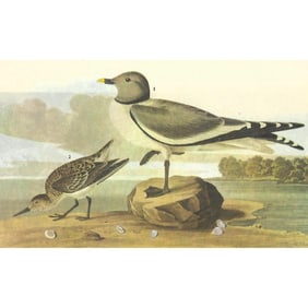 c1946 Audubon Print, #285 Sabine's Gull