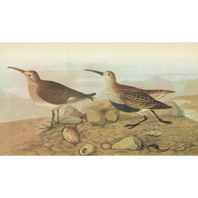 c1946 Audubon Print, #290 Red-Backed Sandpiper