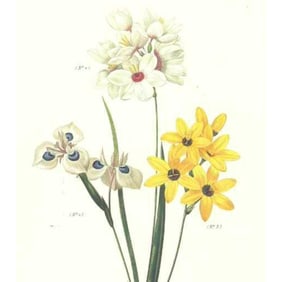 After Pierre-Jospeh Redoute, Floral Print, #144 Lxia