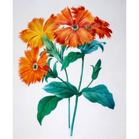 After Pierre-Jospeh Redoute, Floral Print, #75 Lychnide