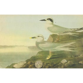 c1946 Audubon Print, #409 Forster's and Trudeau's Terns