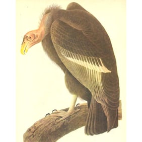 c1946 Audubon Print, #426 California Condor