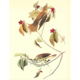c1946 Audubon Print, #73 Woodland Thrush