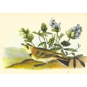 1937 Audubon #497 Horned Lark
