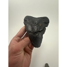 Large Size Prehistoric Megalodon Shark Tooth Relic