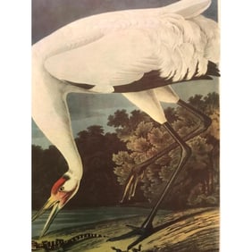 c1946 Audubon Print, #226 Whooping Crane