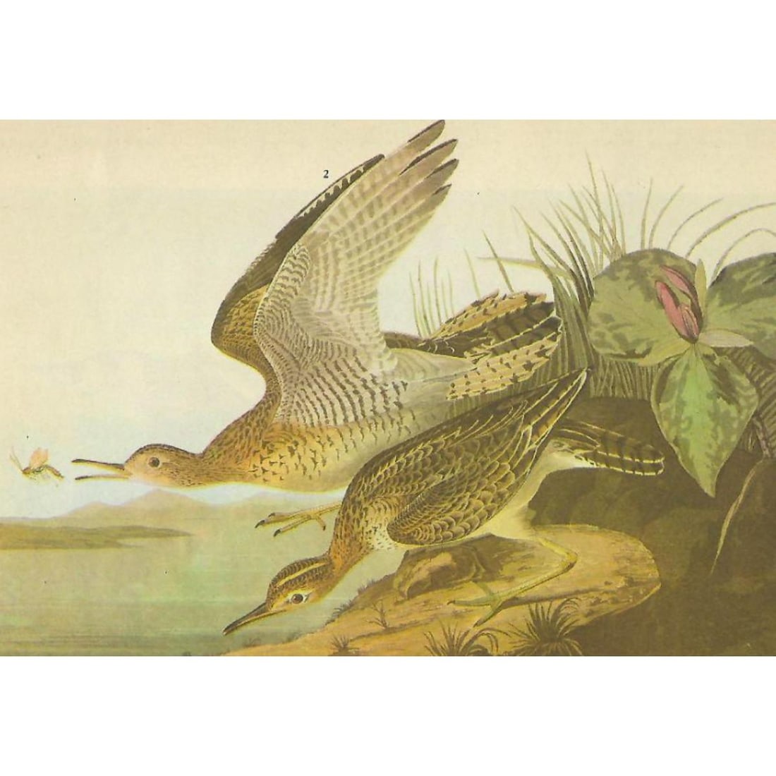 c1946 Audubon Print, #303 Upland Plover Duck (1 of 2)