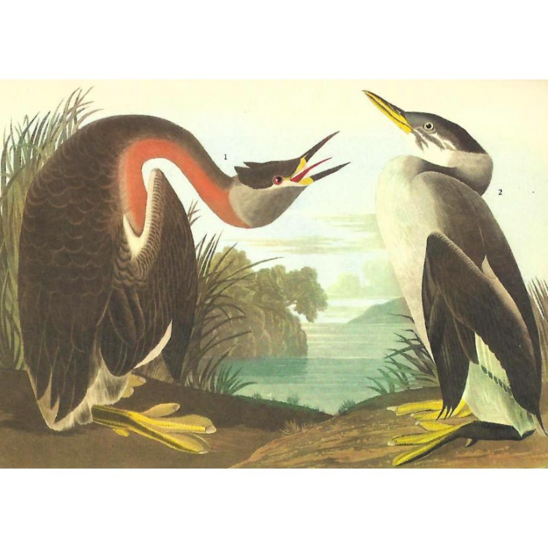 c1946 Audubon Print, #298 Holboell's Grebe: John James Audubon, book plate print, from a 1946 edition of "The Birds of America". #298 Holboell's Grebe. 8 1/2" X 11". Comes with 11" X 14" mat.