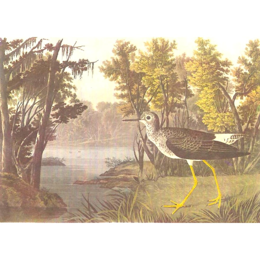 c1950 Audubon Print, Lesser Yellow-Legs Shorebird (1 of 2)