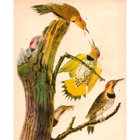1946 Audubon Print, #37 Flicker