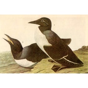 1946 Audubon Print, #218 Atlantic Murre