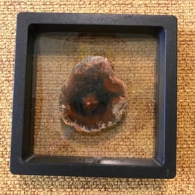 Prehistoric Petrified Wood Display Specimen