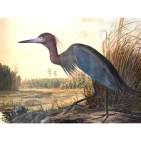 Audubon Color Giclee Print, Little Blue Heron