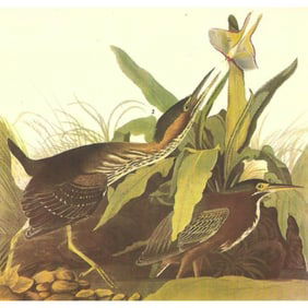 c1946 Audubon Print, # 333 Green Heron
