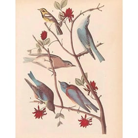 c1946 Audubon Print, #393 Warbler and Bluebirds