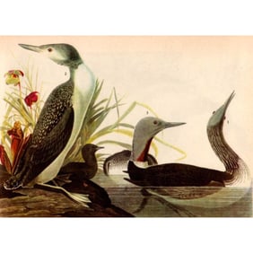 c1946 Audubon Print, #202 Red-Throated Loon