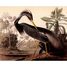 c1946 Audubon Print, #217v Louisiana Heron
