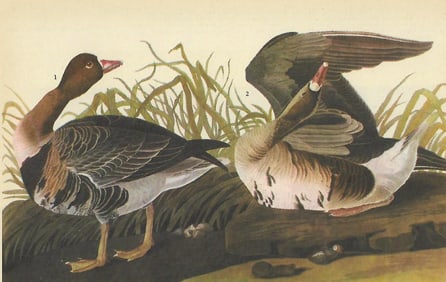 c1946 Audubon Print, #286f White-Fronted Goose