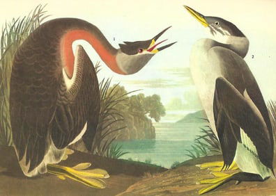 c1946 Audubon Print, #298 Holboell's Grebe