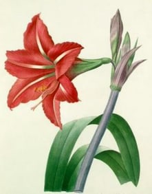 After Pierre-Jospeh Redoute, Floral Print, #4 Amaryllis