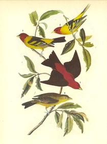 c1946 Audubon Print, #354 Two Tanagers
