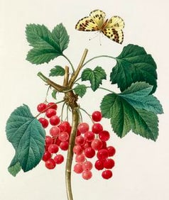 After Pierre-Jospeh Redoute, Floral Print, #51 Grosseiller Rouge