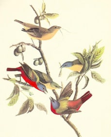 c1950 Audubon Print, Painted Bunting