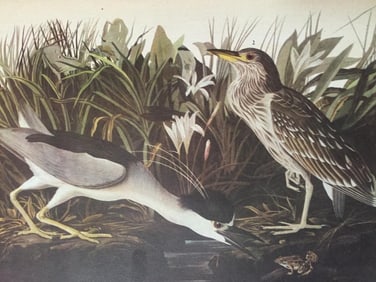 c1946 Audubon Print, #236 Black-Crowned Night Heron