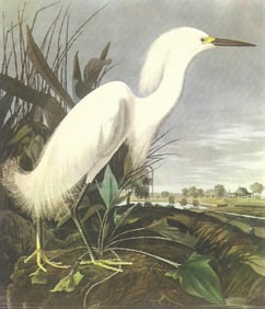 c1950 Audubon Print, Snowy Egret