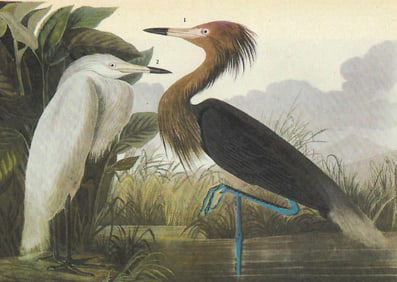 c1946 Audubon Print, #256 Reddish Egret