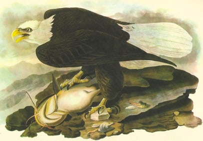 c1946 Audubon Print, #31 Bald Eagle