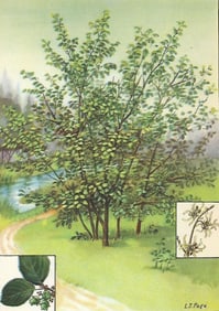 1920s Witch Hazel Color Lithograph Print