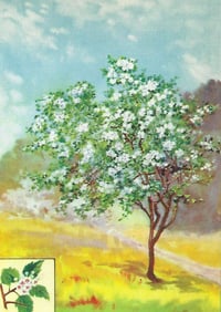 1920's Hawthorn Color Lithograph Print