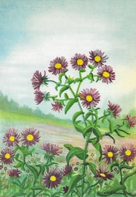 1920's New England Aster Color Lithograph Print