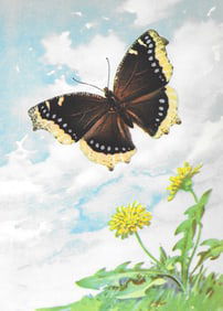 Mourning Cloak Butterfly Color Lithograph Print