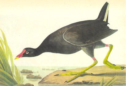 c1946 Audubon Print, #244 Florida Gallinule