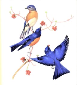 1950 Menaboni Bird Print, Eastern BlueBird