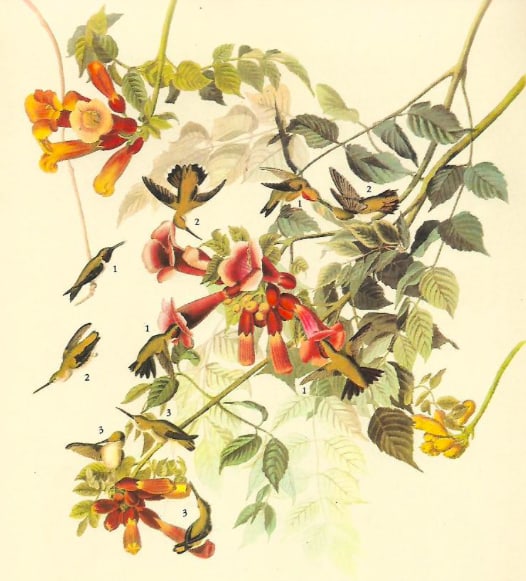 c1946 Audubon Print, #47 Ruby-Throated Hummingbird (1 of 2)